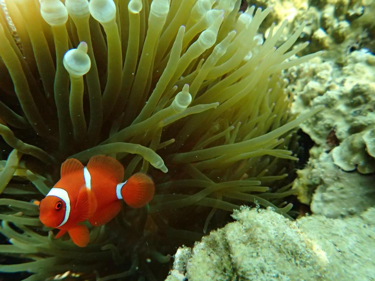 Ayu Hotel Karimunjawa Eksteriør bilde